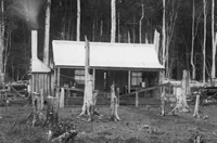 Black and white photo of pioneer cabin in a clearing